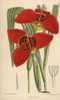 Tigridia Pringlei  Crimson Tiger Flower Native To Mexico Poster Print By ® Florilegius / Mary Evans - Item # VARMEL10935164