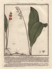 Lily Of The Valley  Convallaria Majalis Poster Print By ® Florilegius / Mary Evans - Item # VARMEL10935821