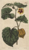 Eatable Physalis  Cape Gooseberry Or Littleà Poster Print By ® Florilegius / Mary Evans - Item # VARMEL10934821