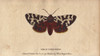 Great Or Garden Tiger Moth  Arctia Caja Poster Print By ® Florilegius / Mary Evans - Item # VARMEL10941059
