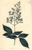 Three-Leaved Chaste Tree  Vitex Trifolia Poster Print By ® Florilegius / Mary Evans - Item # VARMEL10936048