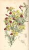 Drooping Leschenaultia  Leschenaultia Arcuata Poster Print By ® Florilegius / Mary Evans - Item # VARMEL10935079