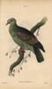 Buru Green Pigeon  Treron Aromaticus Poster Print By ® Florilegius / Mary Evans - Item # VARMEL10938845