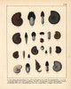 Fossils Of Extinct Ammonites Poster Print By ® Florilegius / Mary Evans - Item # VARMEL10941117