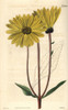 Dark-Purple-Eyed Sunflower Helianthus Atrorubens Poster Print By ® Florilegius / Mary Evans - Item # VARMEL10934427 Dark-Purple-Eyed Sunflower Helianthus Atrorubens Poster Print By ® Florilegius / Mary Evans - Item # VARMEL10934427