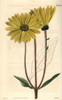Dark-Purple-Eyed Sunflower Helianthus Atrorubens Poster Print By ® Florilegius / Mary Evans - Item # VARMEL10934427