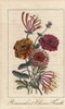 Persian Buttercups And Honeysuckles  Ranonculusà Poster Print By ® Florilegius / Mary Evans - Item # VARMEL10938835