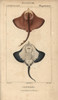 Ray Species  Batoidea Or Platyrhina? Poster Print By ® Florilegius / Mary Evans - Item # VARMEL10938383