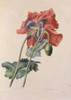 Papaver Somniferum  Opium Poppy Poster Print By Mary Evans / Natural History Museum - Item # VARMEL10704952