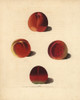Nectarine Varieties  Prunus Persica Poster Print By ® Florilegius / Mary Evans - Item # VARMEL10935694