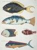 Colourful Illustration Of Five Fish Poster Print By Mary Evans / Natural History Museum - Item # VARMEL10708234