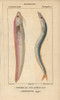 Snake Blenny  Ophidion Barbatum  And Sandeelà Poster Print By ® Florilegius / Mary Evans - Item # VARMEL10938445