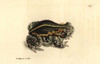 Natterjack Toad  Epidalea Calamita Poster Print By ® Florilegius / Mary Evans - Item # VARMEL10940830