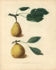 Pear Varieties  Pyrus Communis Poster Print By ® Florilegius / Mary Evans - Item # VARMEL10935710