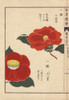 Scarlet And Yellow Japanese Camellias  Senjyuà Poster Print By ® Florilegius / Mary Evans - Item # VARMEL10938631