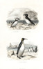 Puffin  Razorbill And King Penguin Poster Print By ® Florilegius / Mary Evans - Item # VARMEL10935781