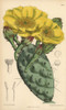Opuntia Rafinesquii  Cactus With Large Yellowà Poster Print By ® Florilegius / Mary Evans - Item # VARMEL10935116