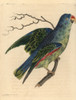 Blue-Rumped Parrot  Psittinus Cyanurus Near Threatened Poster Print By ® Florilegius / Mary Evans - Item # VARMEL10940793