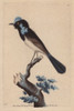 Superb Fairywren  Malurus Cyaneus Cyaneus  From Tasmania Poster Print By ® Florilegius / Mary Evans - Item # VARMEL10940832