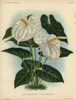 White Flamingo Flower Or Anthurium Lily  Anthuriumà Poster Print By ® Florilegius / Mary Evans - Item # VARMEL10938668