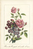 Indian Rose  Rosa Indica  And Primula Auricula Poster Print By ® Florilegius / Mary Evans - Item # VARMEL10938831