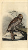 Tawny Owl  Strix Aluco Poster Print By ® Florilegius / Mary Evans - Item # VARMEL10936238