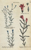 Slender Gentian  Dwarf Spring Gentian And Marsh Gentian Poster Print By ® Florilegius / Mary Evans - Item # VARMEL10935969