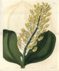 Shewy Dendrobium Orchid  Dendrobium Speciosum Poster Print By ® Florilegius / Mary Evans - Item # VARMEL10940107