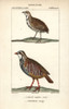 Rain Quail  Coturnix Coromandelica  And Red-Leggedà Poster Print By ® Florilegius / Mary Evans - Item # VARMEL10938981