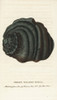 Green Helmet Shell  Cassidae Species Poster Print By ® Florilegius / Mary Evans - Item # VARMEL10937983