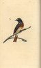 Common Redstart  Phoenicurus Phoenicurus Poster Print By ® Florilegius / Mary Evans - Item # VARMEL10936394