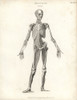 Anatomy Of Human Musculature Poster Print By ® Florilegius / Mary Evans - Item # VARMEL10935391