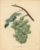 White Sweet Water Grape  Vitis Vinifera Poster Print By ® Florilegius / Mary Evans - Item # VARMEL10935697