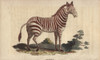 Zebra  Equus Quagga Poster Print By ® Florilegius / Mary Evans - Item # VARMEL10941074