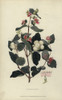 Snowberry  Symphoria Racemosa Poster Print By ® Florilegius / Mary Evans - Item # VARMEL10936736
