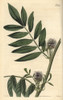 Prickly Headed Liquorice  Glycirrhiza Echinata Poster Print By ® Florilegius / Mary Evans - Item # VARMEL10936025