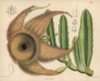 Stapelia Gigantea  Giant Carrion Flower Fromà Poster Print By ® Florilegius / Mary Evans - Item # VARMEL10935143