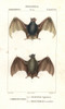 Egyptian Tomb Bat  Taphozous Perforatus  Andà Poster Print By ® Florilegius / Mary Evans - Item # VARMEL10936128