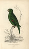 Golden Green Parakeet  Psittacus Swainsonii Poster Print By ® Florilegius / Mary Evans - Item # VARMEL10939093