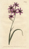 Variegated Ixia With Purple  Scarlet And Dingyà Poster Print By ® Florilegius / Mary Evans - Item # VARMEL10935102