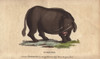 Sukotyro  Mythical Creature Poster Print By ® Florilegius / Mary Evans - Item # VARMEL10941036