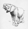 Illustration By Cecil Aldin  The Elephant Poster Print By Mary Evans Picture Library - Item # VARMEL10956837