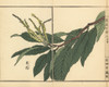 Japanese Chestnut Flower  Castanea Crenata Poster Print By ® Florilegius / Mary Evans - Item # VARMEL10938705