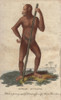 Ouran Outang Or Bornean Orangutan  Pongo Pygmaeus Poster Print By ® Florilegius / Mary Evans - Item # VARMEL10941063