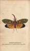 Chinese Lanthorn Fly Or Lantern Fly  Pyrops Candelarius Poster Print By ® Florilegius / Mary Evans - Item # VARMEL10941061