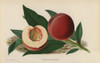 The Nectarine Peach  Prunus Persica Poster Print By ® Florilegius / Mary Evans - Item # VARMEL10936698