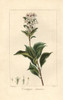 Chinese Hawthorn  Crataegus Sinensis  Native To China Poster Print By ® Florilegius / Mary Evans - Item # VARMEL10934656