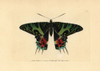 Madagascan Sunset Moth  Chrysiridia Rhipheus Poster Print By ® Florilegius / Mary Evans - Item # VARMEL10940250