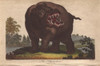 Hippopotamus  Hippopotamus Amphibius Poster Print By ® Florilegius / Mary Evans - Item # VARMEL10941201