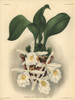 Candida Variety Of Trichopilia Suavis Orchid Poster Print By ® Florilegius / Mary Evans - Item # VARMEL10939358